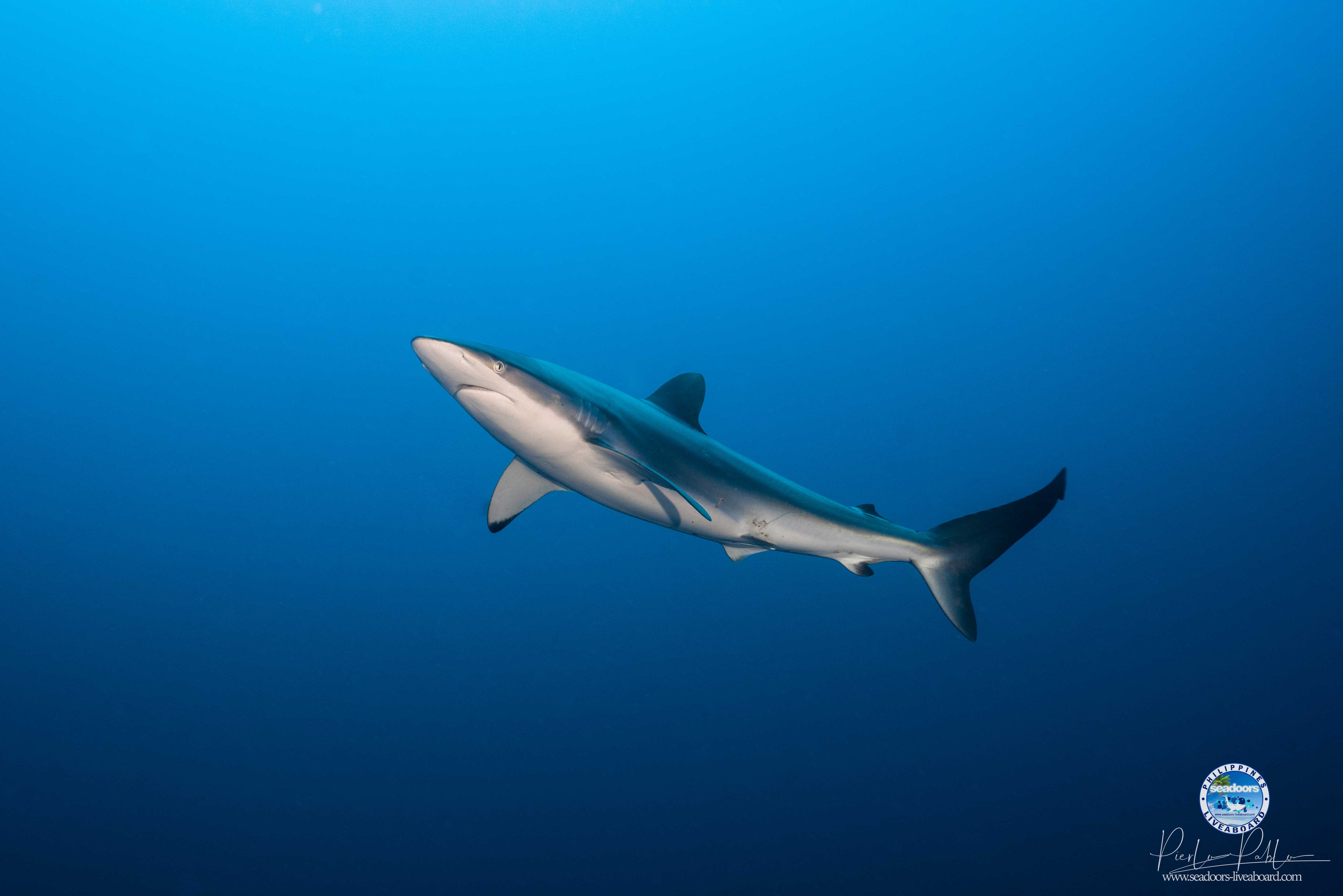 DIVING LIVEABOARD TUBBATAHA SEADOORS silky shark