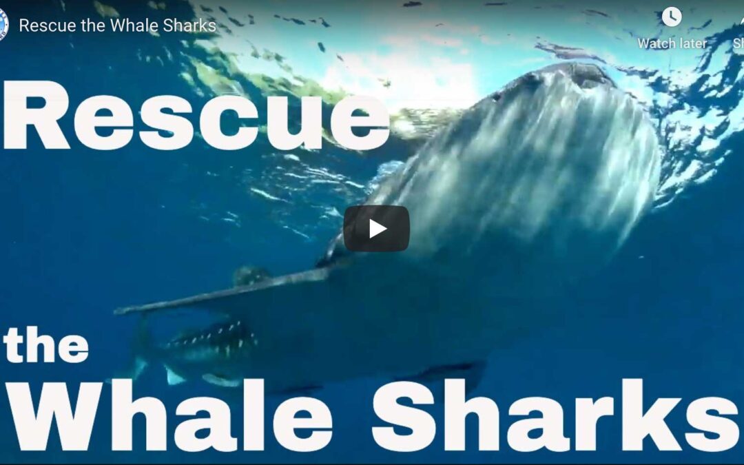 Rescue the Whale Sharks